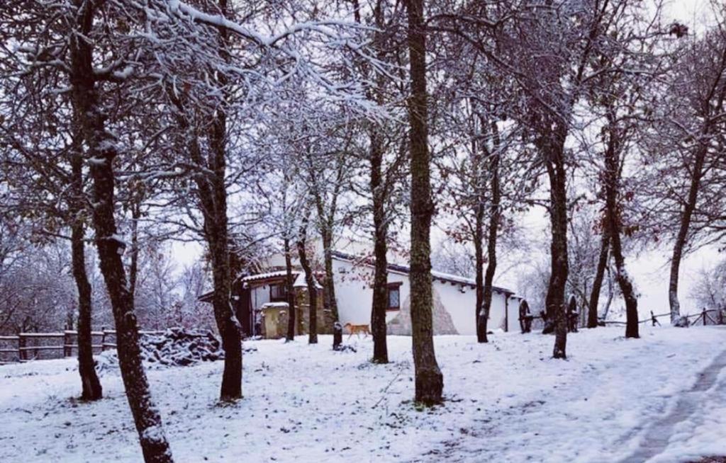 Ovostolai * Fonni